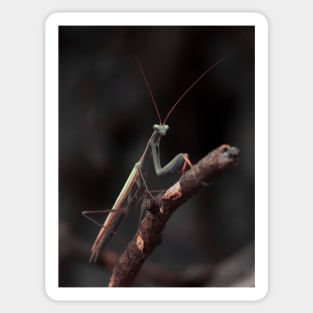 praying mantis Sticker